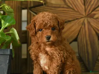 Toy Poodle dogs for sale: Padington - Ad 3