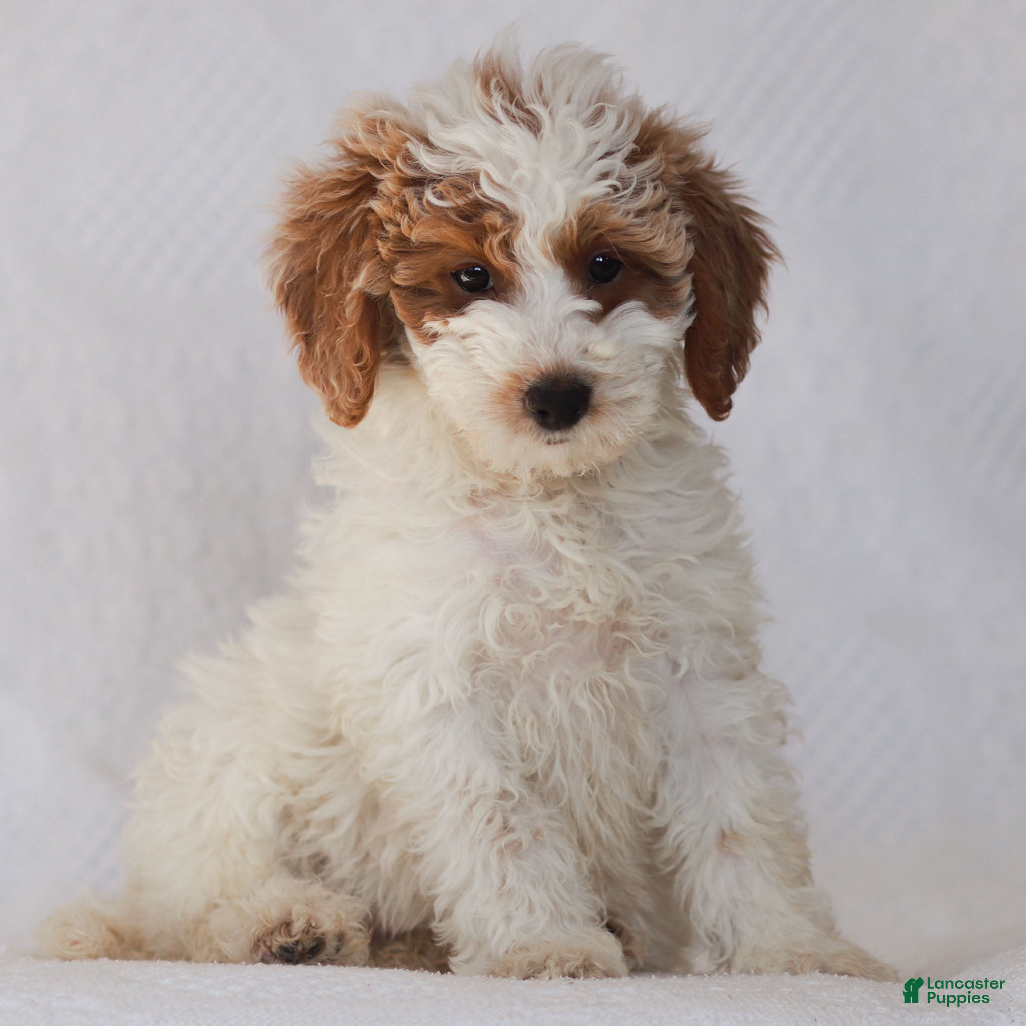 Goldendoodle dogs Lola - Ad 16