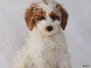Goldendoodle dogs Lola - Ad 16