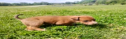Mixed Breed dogs for sale: Mixed Breed Puppy 8 - Ad 3