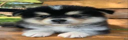Alaskan Klee Kai dogs for sale: Little Darling~~Chloe!!! - Ad 10