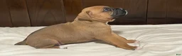 Boxer dogs for sale: Big Boy - Ad 15
