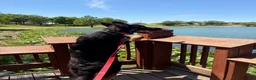 German Shepherd dogs for sale: German Shepherd 1 - Ad 7