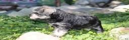 Miniature Schnauzer dogs for sale: Tucker - Ad 6