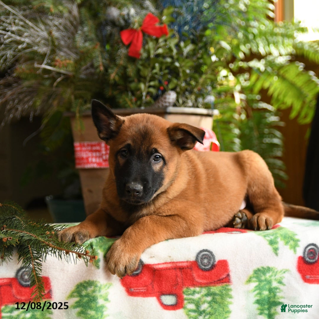 Belgian Malinois dogs for sale: Coconut - Ad 5