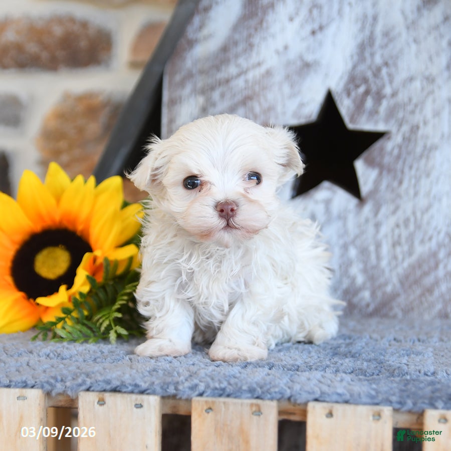 Maltipom dogs Max - Ad 2