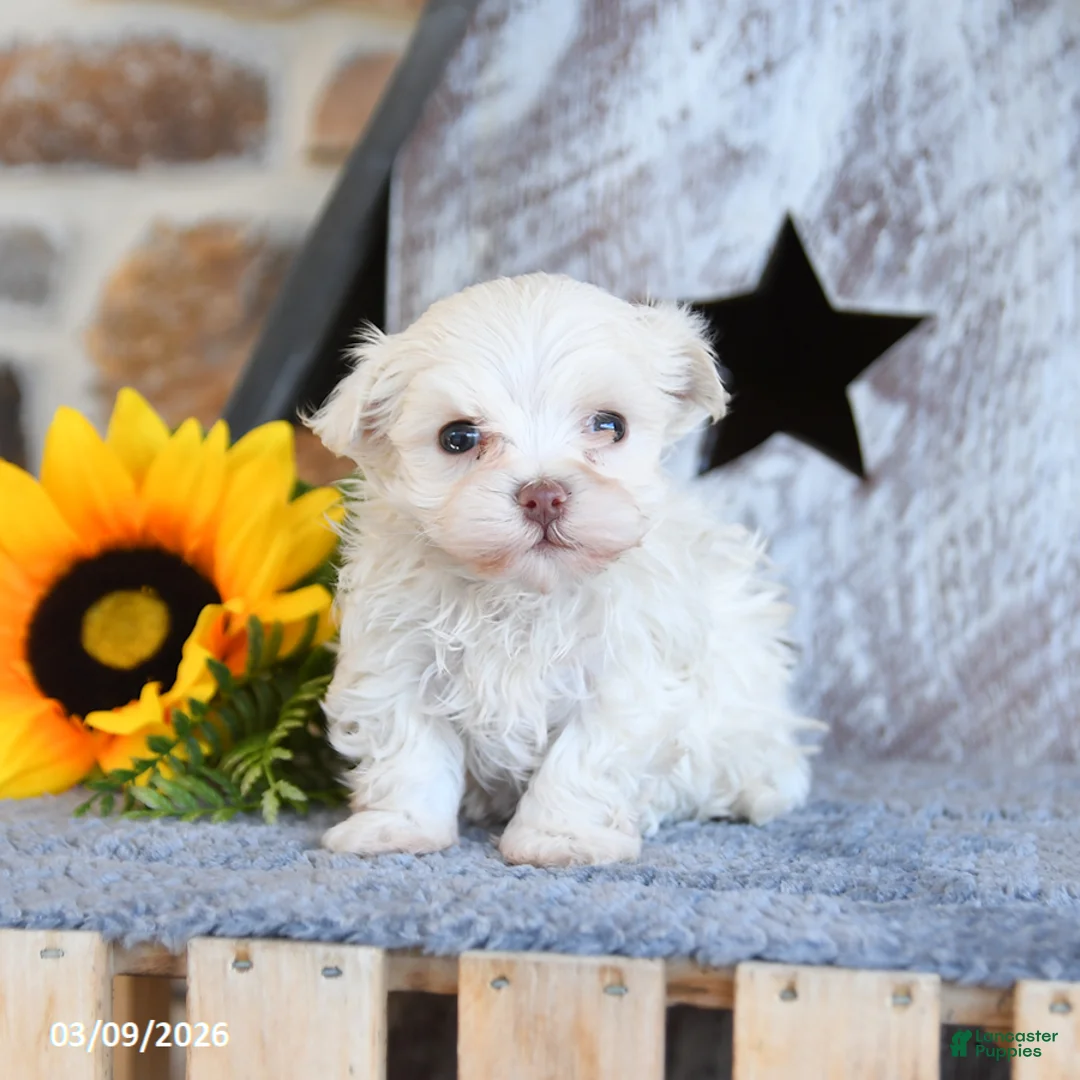 Maltipom dogs for sale: Max - Ad 2