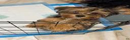Morkie dogs for sale: Polo - Ad 8