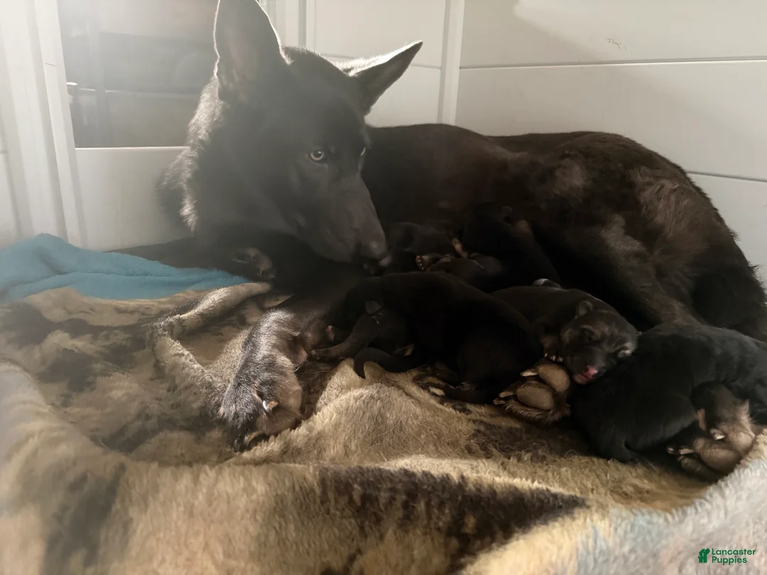 German Shepherd dogs for sale: German Shepherd Puppy 5 - Ad 2