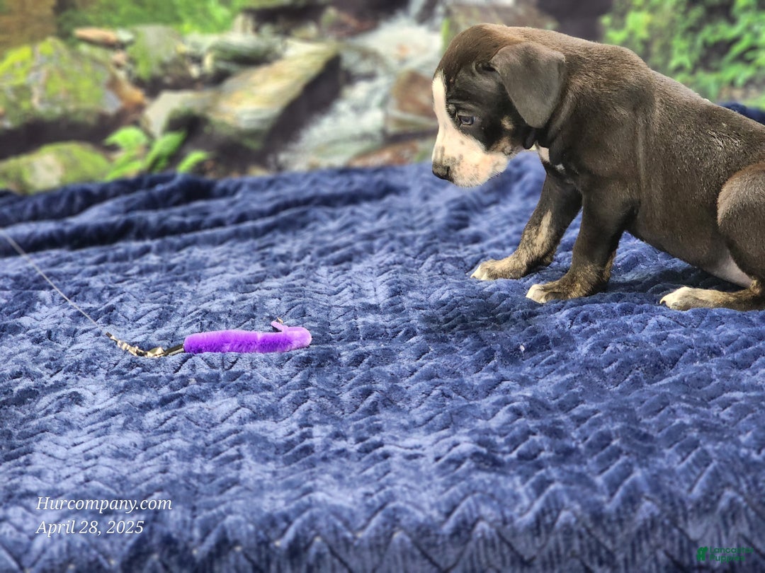 Catahoula Leopard Dog dogs for sale: Luna 2025 Male 1 - Ad 12