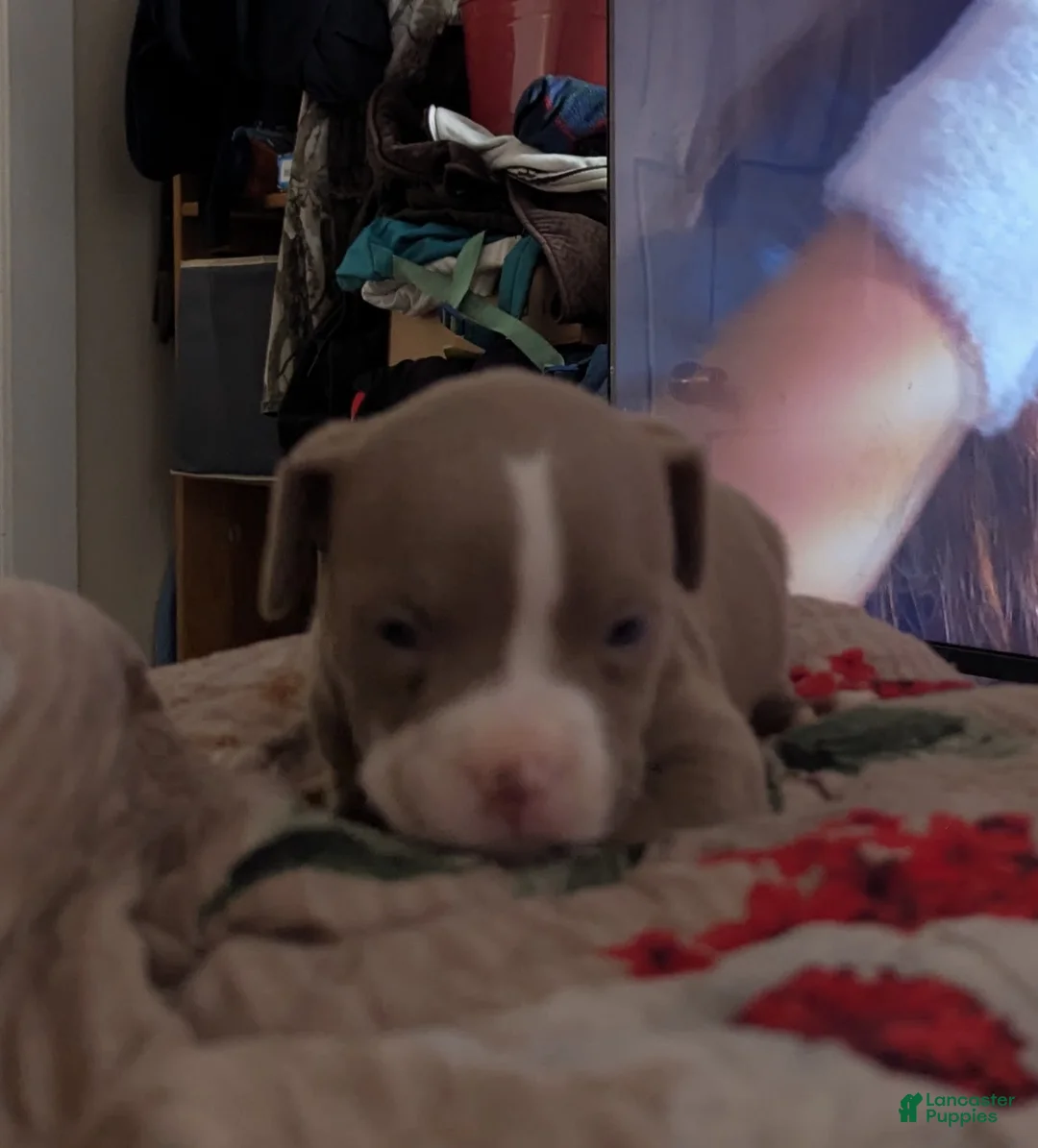 American Bully dogs for sale: American Bully Puppy 6 - Ad 4