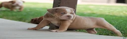 Olde English Bulldogge dogs for sale: Bluegates STELLA - Ad 3