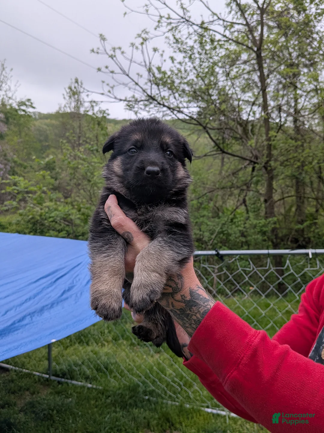 German Shepherd dogs for sale: German Shepherd Puppy 5 - Ad 1