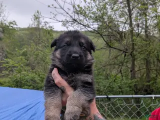 German Shepherd dogs German Shepherd Puppy 5 - Ad 25