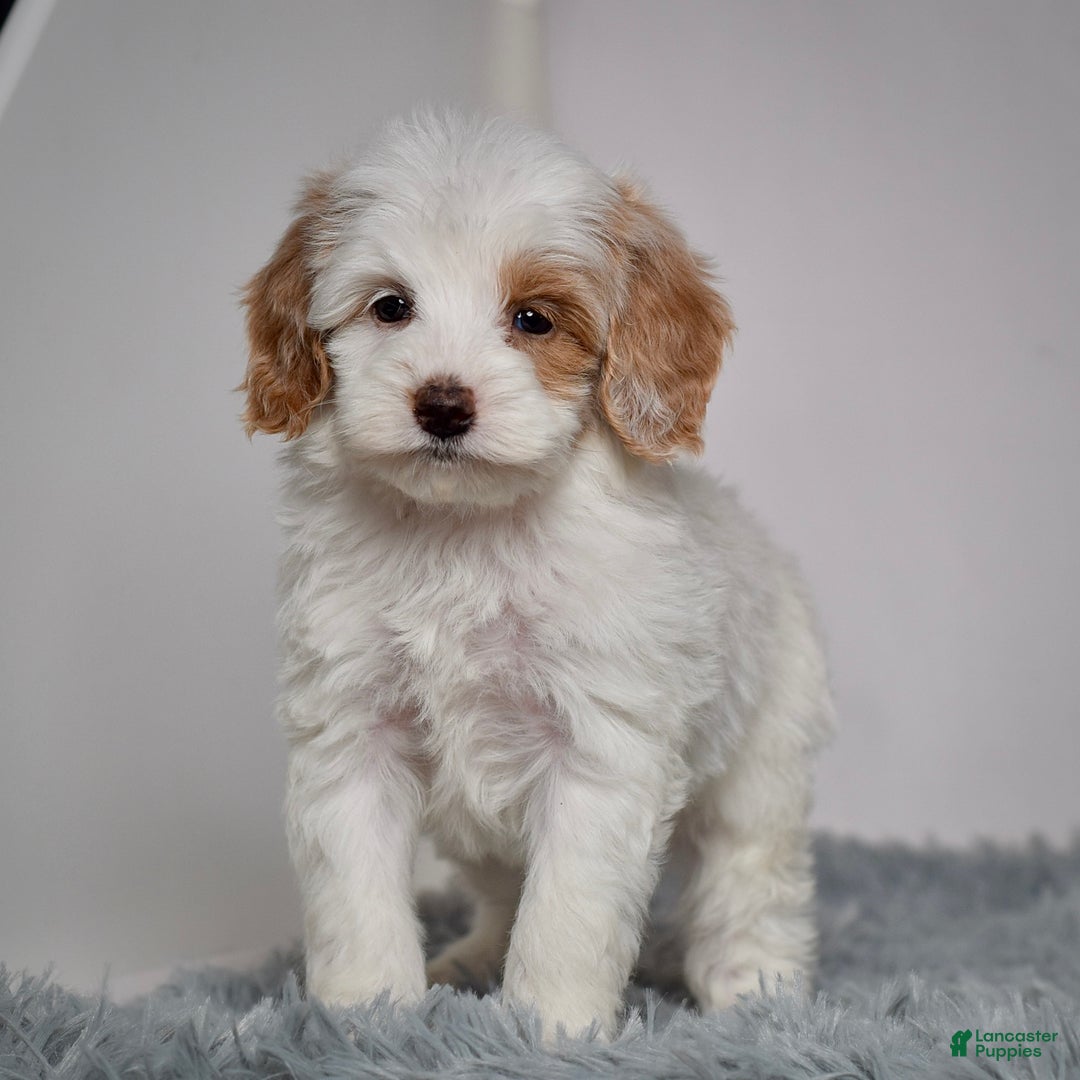 Mini Goldendoodle dogs for sale: Ms. Oakley - Ad 5