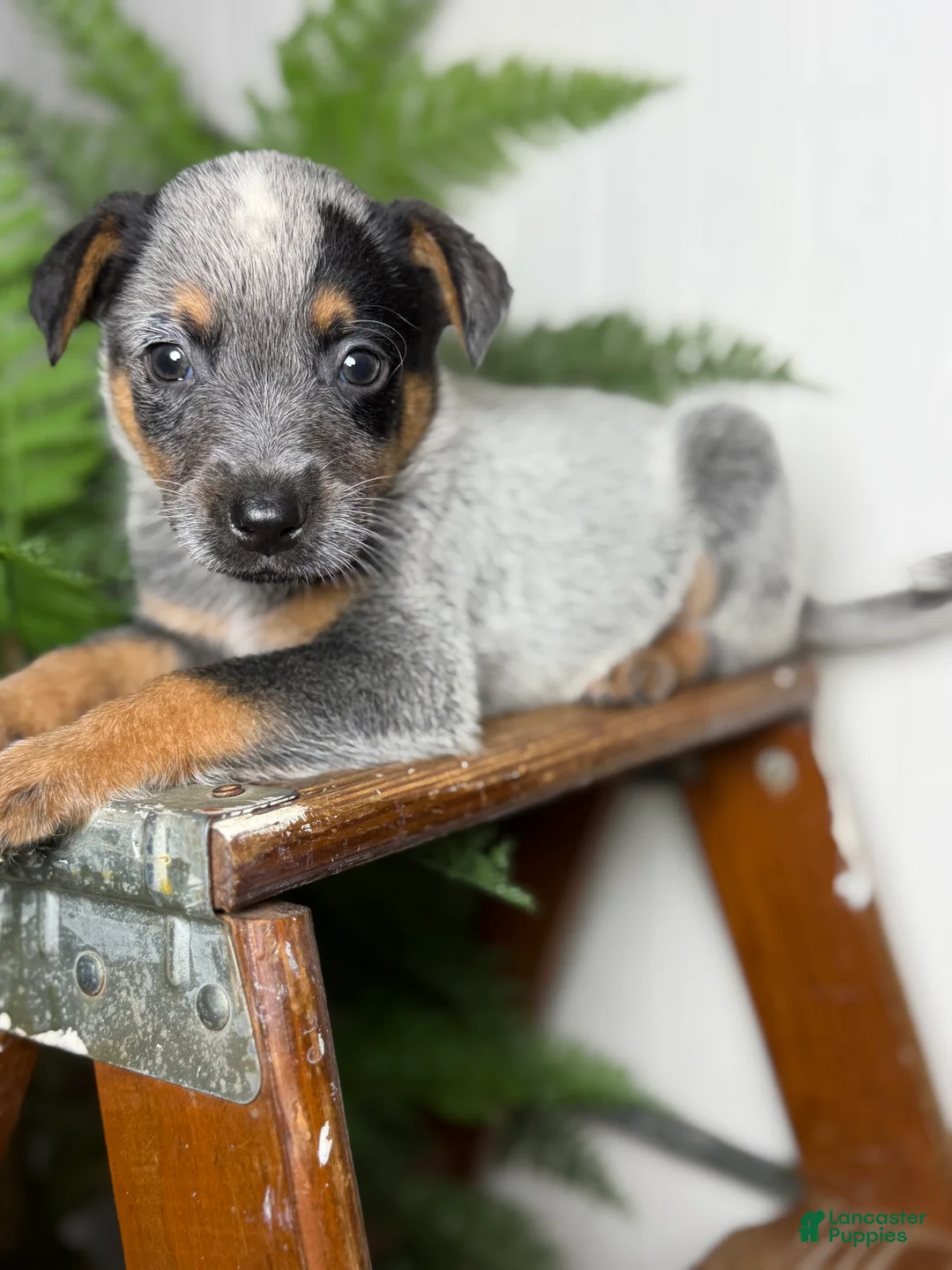 Australian Cattle Dog dogs for sale: Posie - Ad 2