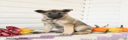 Mixed Breed dogs for sale: Avalon - Ad 1