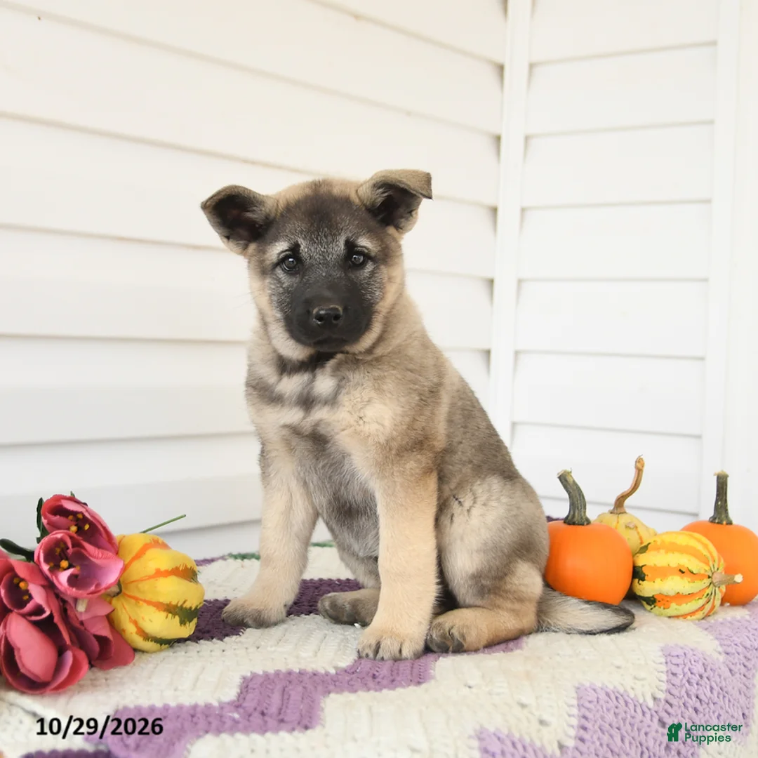 Mixed Breed dogs for sale: Avalon - Ad 1