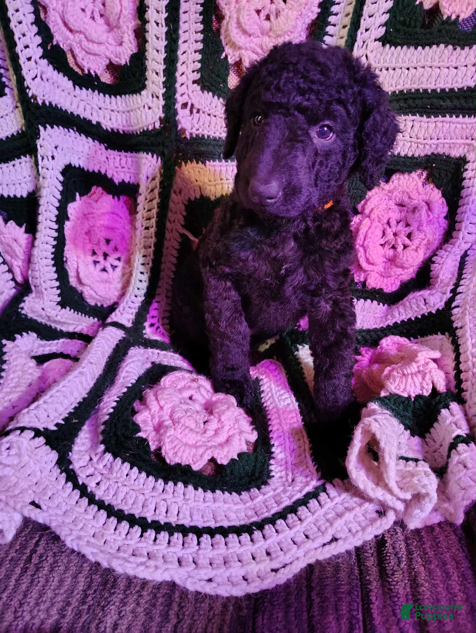 Curly Coated Retriever dogs Curly Coated Retriever Puppy 1 - Ad 4