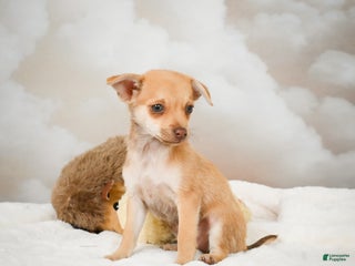 Chihuahua dogs - Ad 9