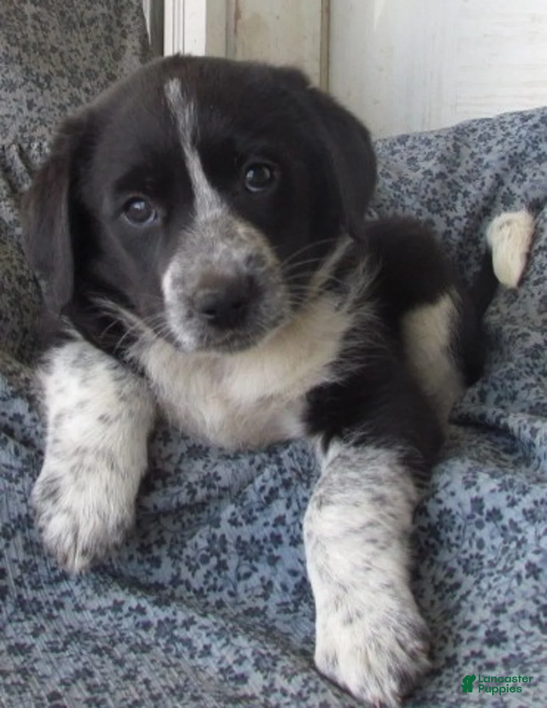 Mixed Breed dogs for sale: Freckles - Ad 1
