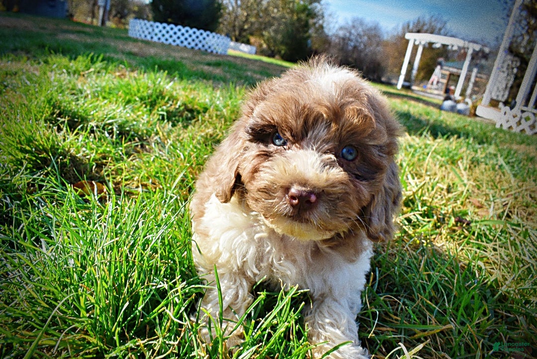 Havapoo dogs for sale: Patches - Ad 8