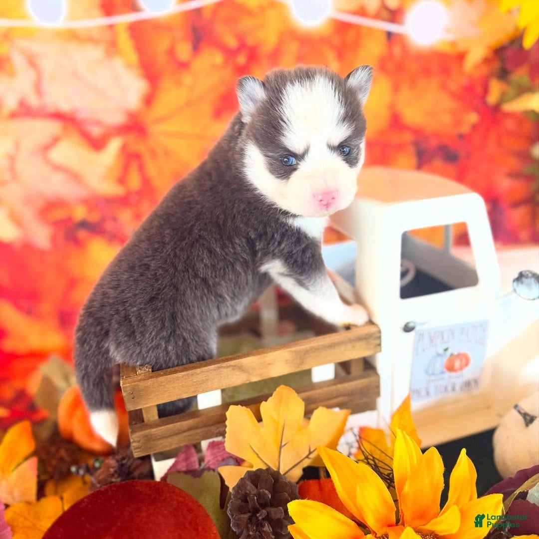 Pomsky dogs for sale: Zara - Ad 5