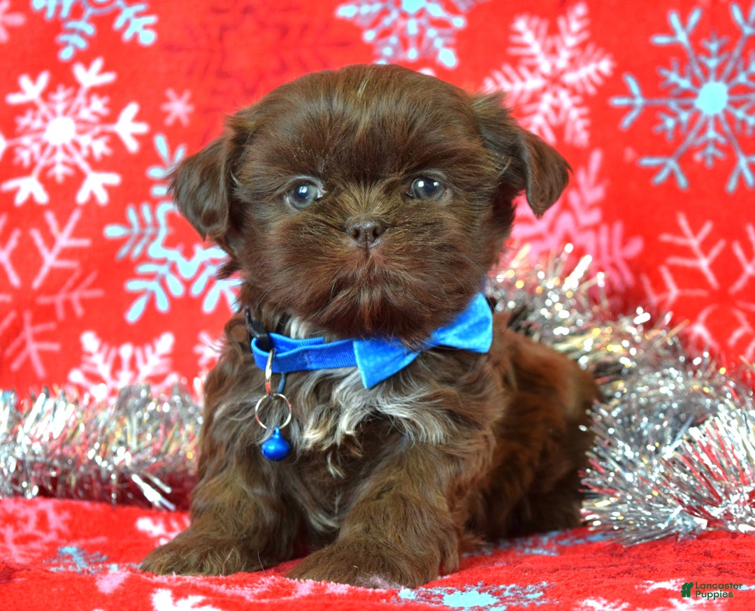 Shih Tzu dogs for sale: Cookie - Ad 6
