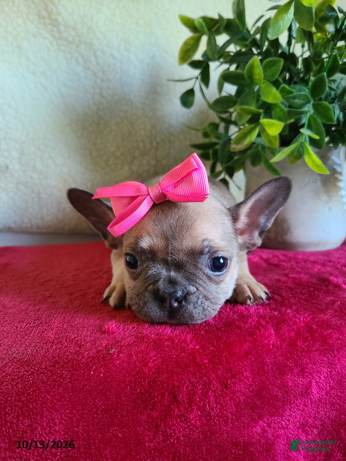 Frenchton dogs Jeri - Ad 2