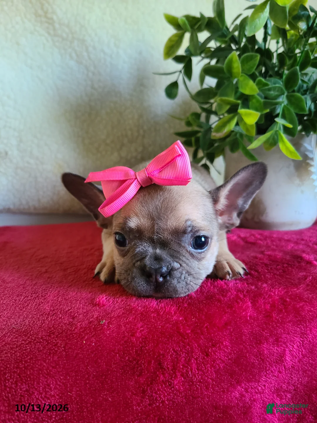 Frenchton dogs for sale: Jeri - Ad 2