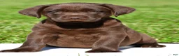 Labrador Retriever dogs for sale: Chino - Ad 2