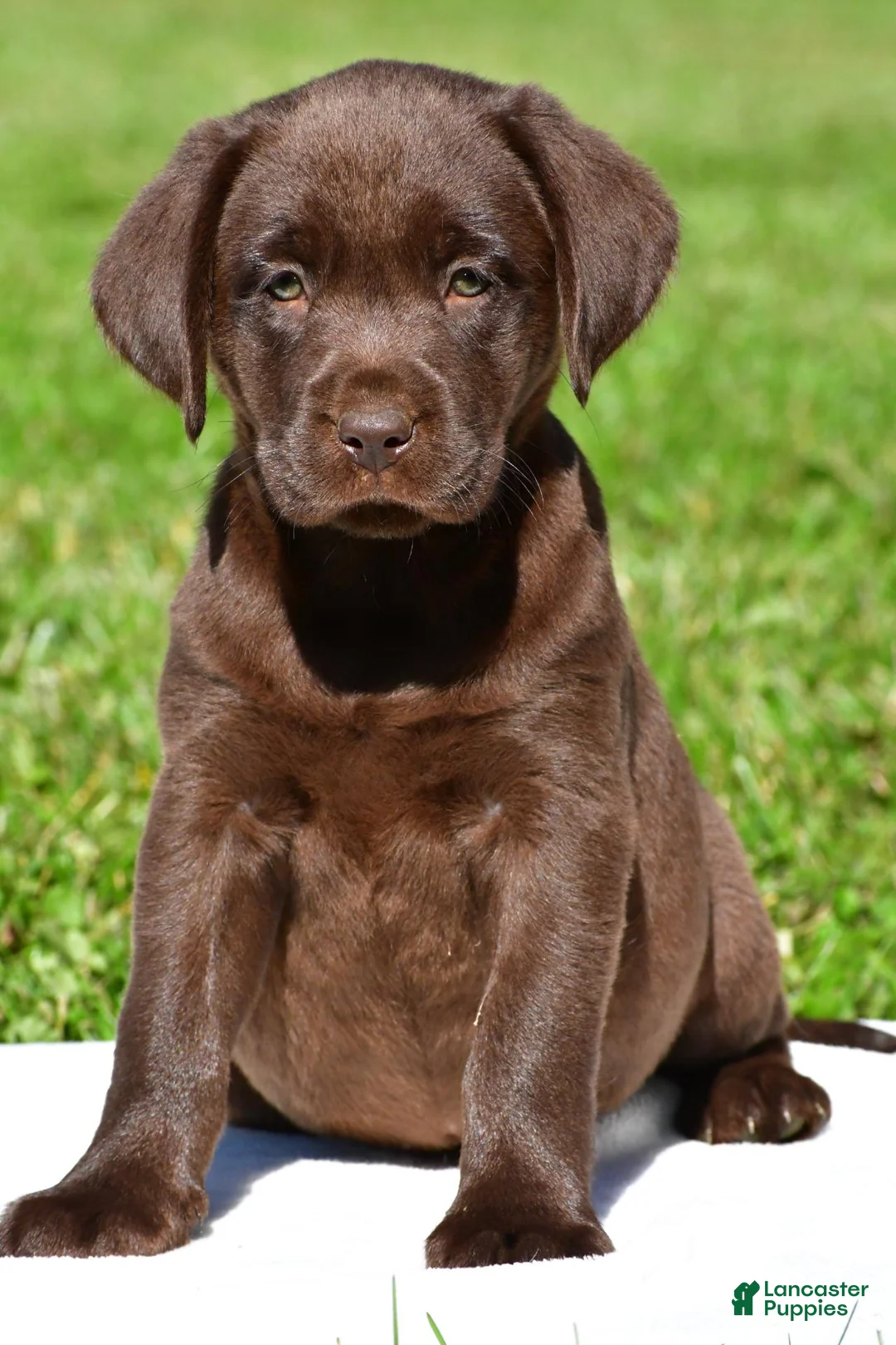 Labrador Retriever dogs for sale: Chino - Ad 2