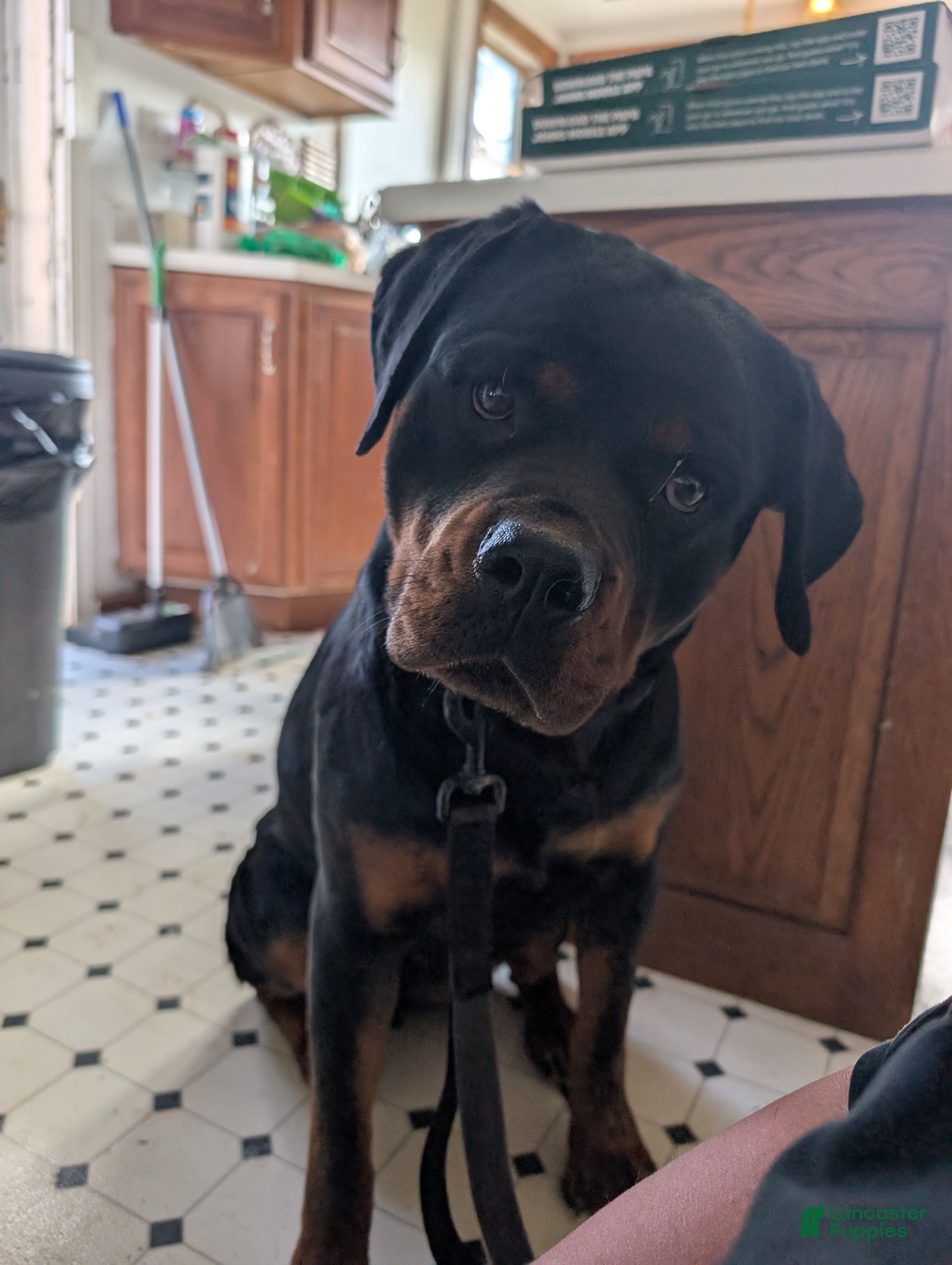 Rottweiler dogs Bella - Ad 1