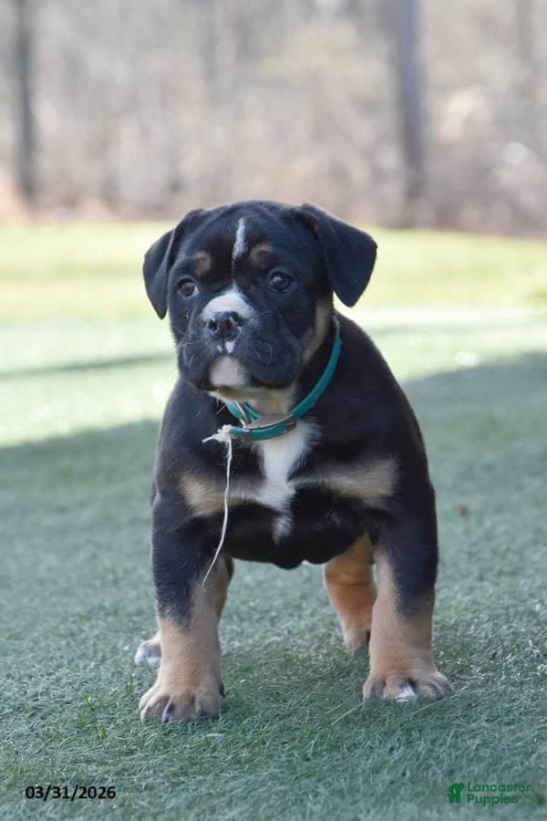 Olde English Bulldogge dogs Wendy - Ad 1