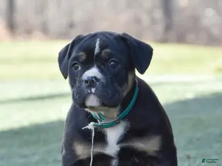 Olde English Bulldogge dogs for sale: Wendy - Ad 3