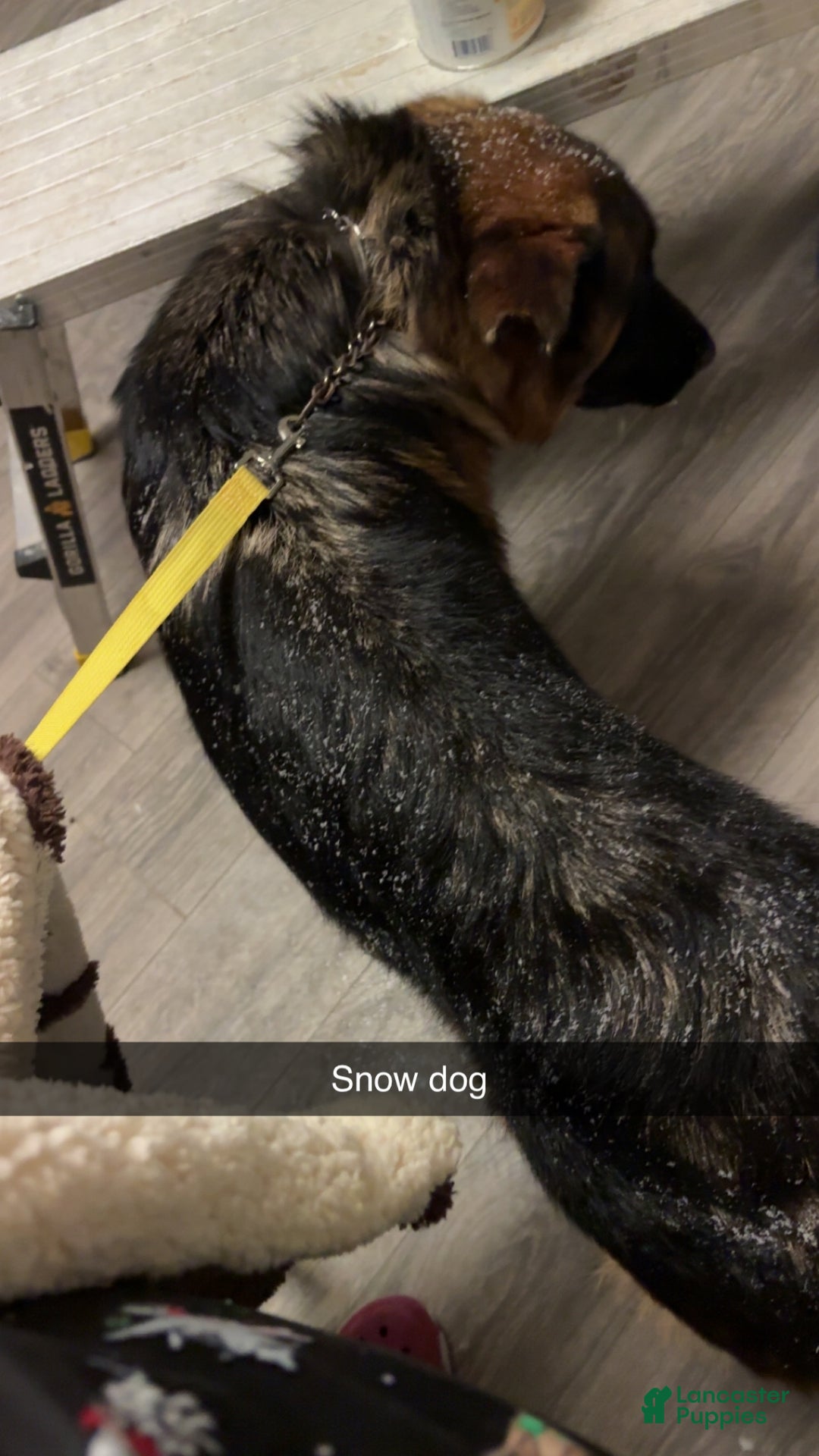 German Shepherd dogs for sale: German Shepherd Puppy 1 - Ad 3