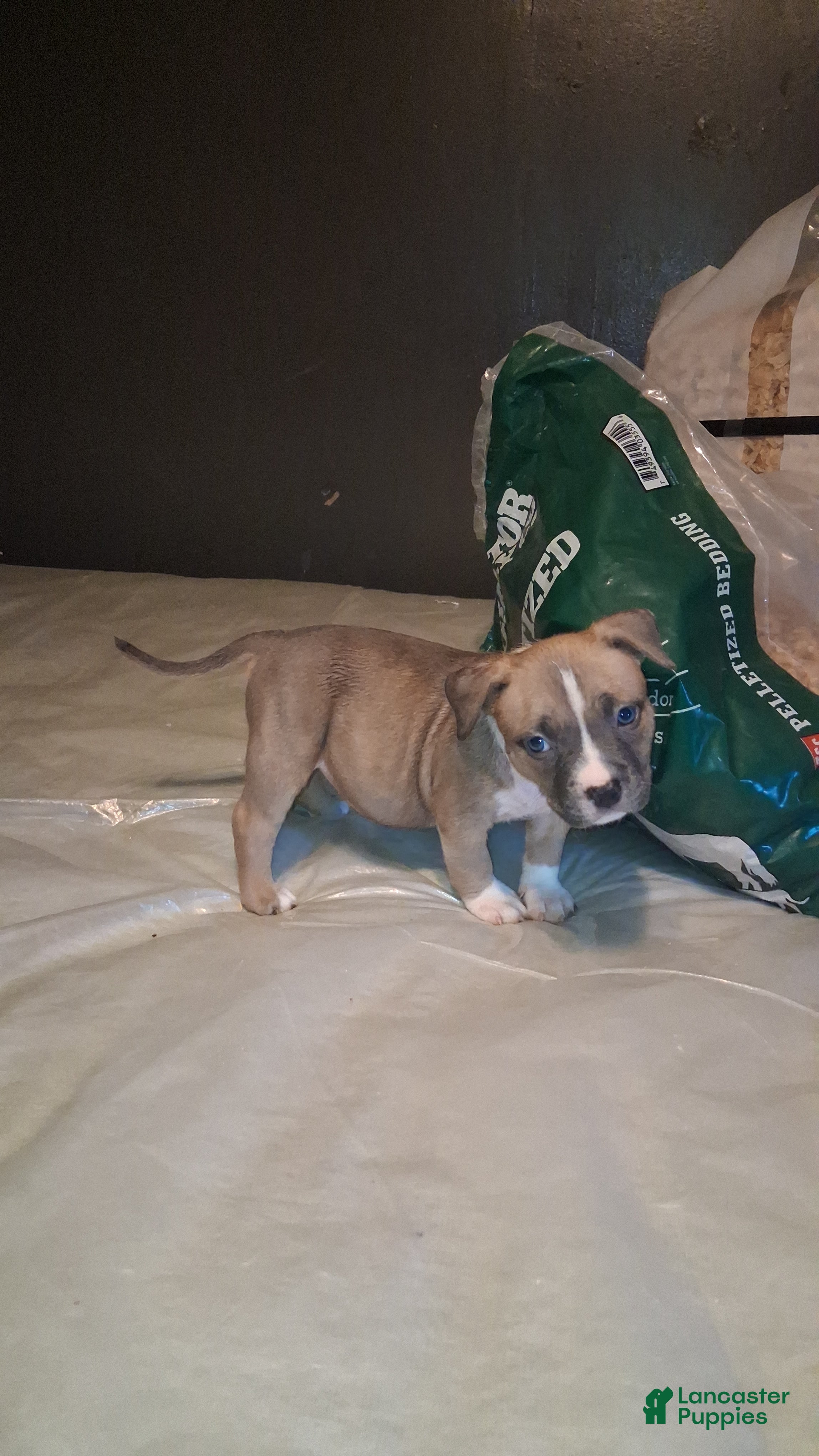 American Bully dogs American Bully 4 - Ad 6