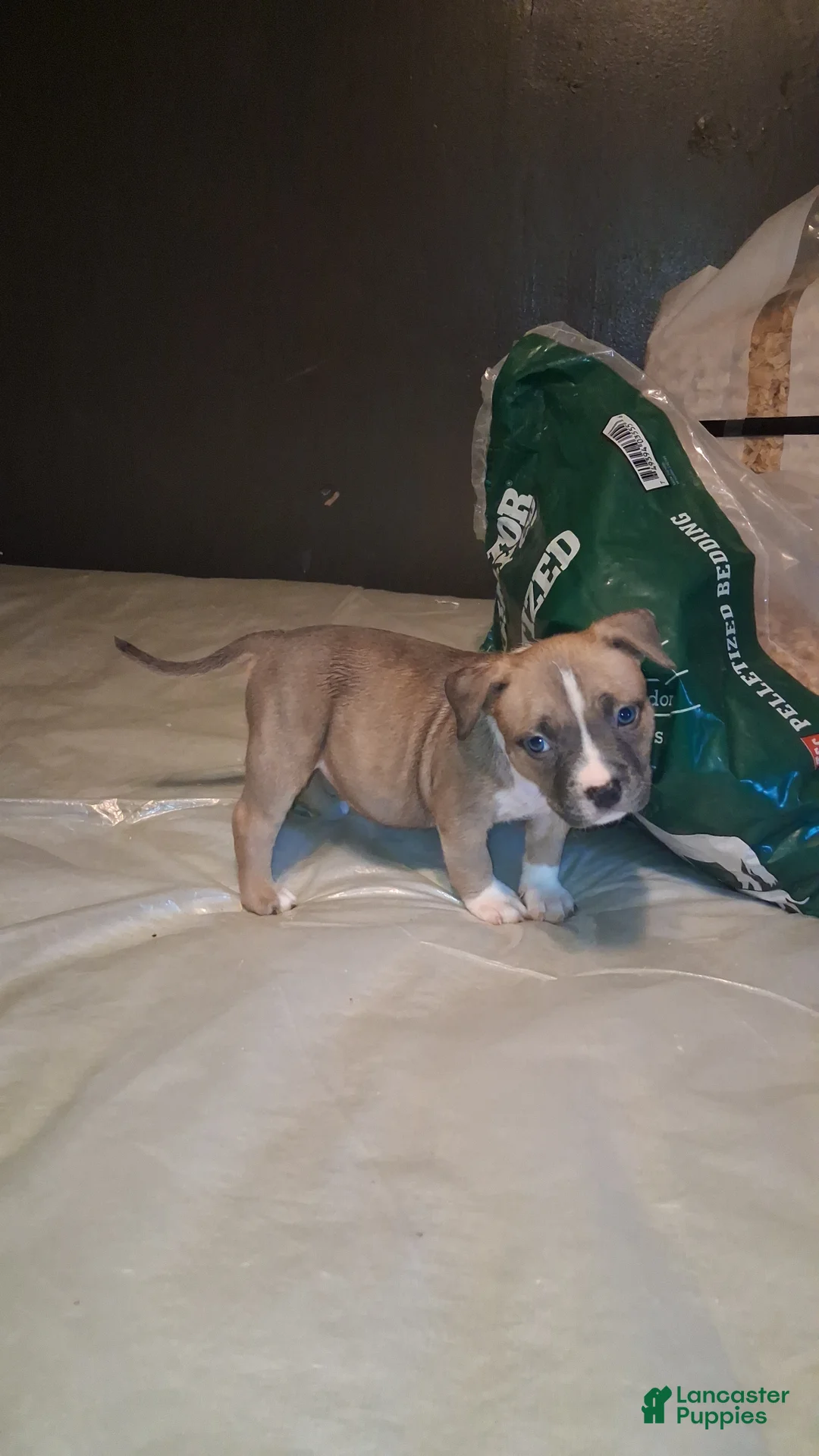 American Bully dogs for sale: American Bully 4 - Ad 1