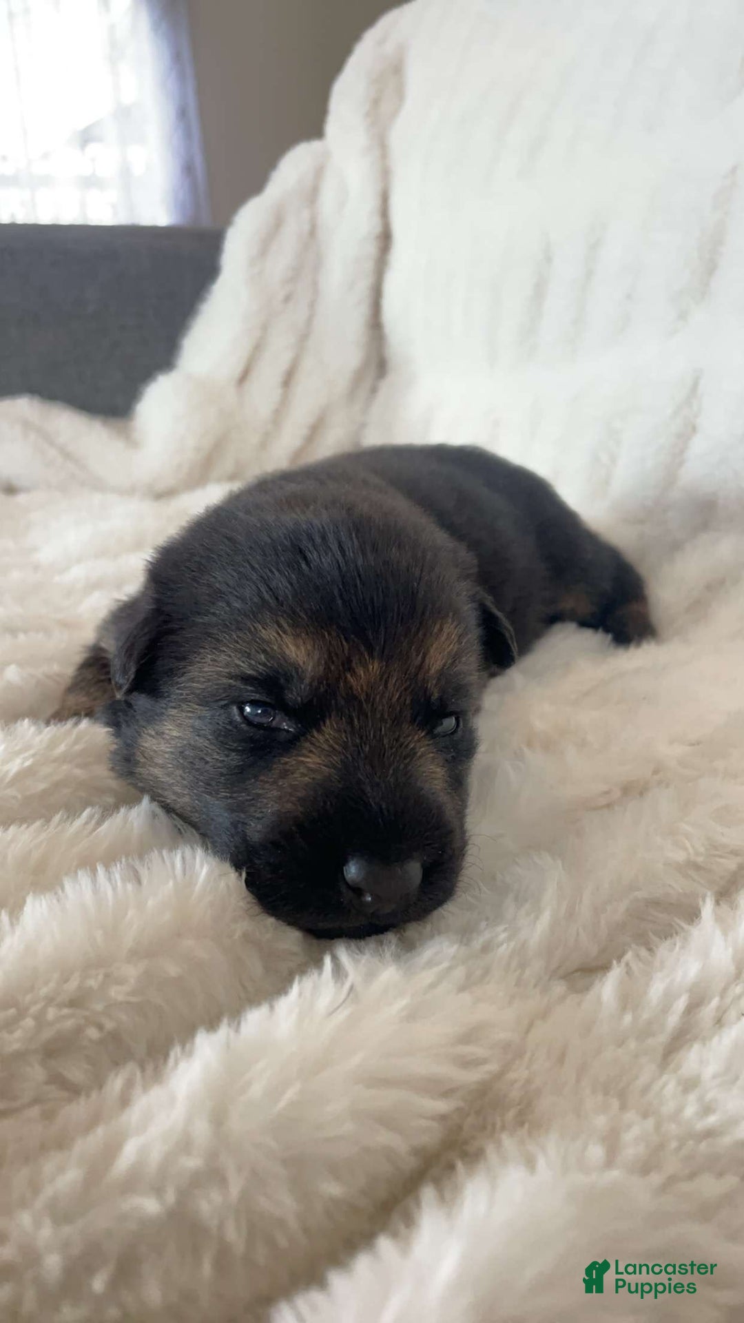 German Shepherd dogs for sale: German Shepherd Purple Collar Female - Ad 2