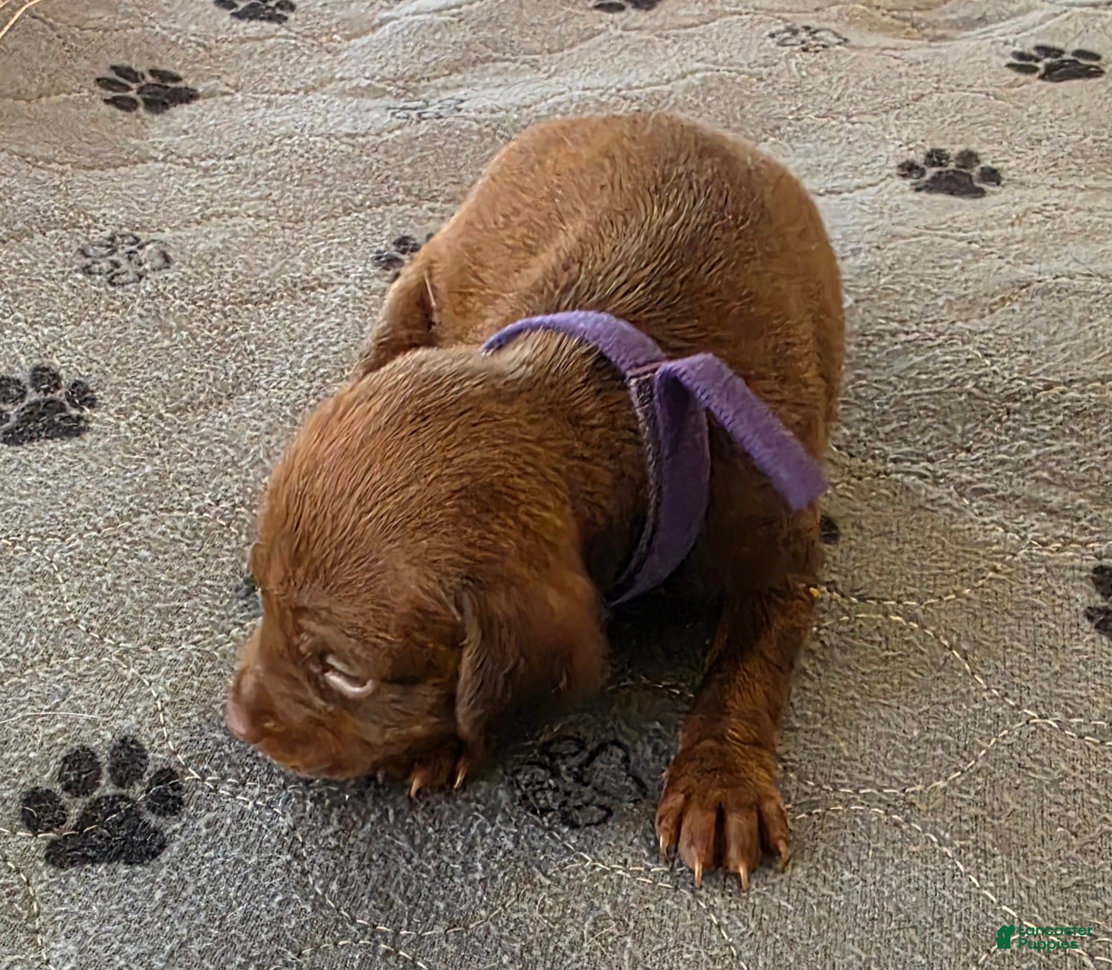 Miniature Pinscher dogs J-purple  - Ad 2
