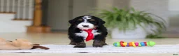 Mini Bernedoodle dogs for sale: Chico - Ad 7