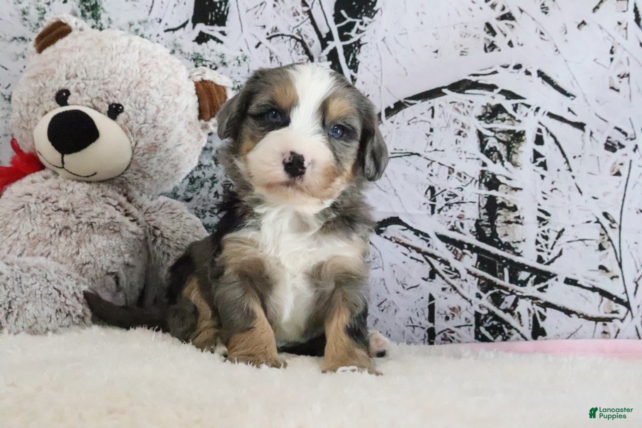 Bernedoodle dogs Smokey - Ad 37