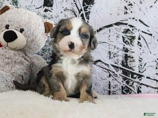 Bernedoodle dogs Smokey - Ad 37