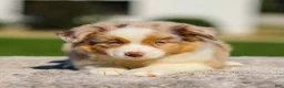 Miniature Australian Shepherd dogs for sale: Harper - Ad 8