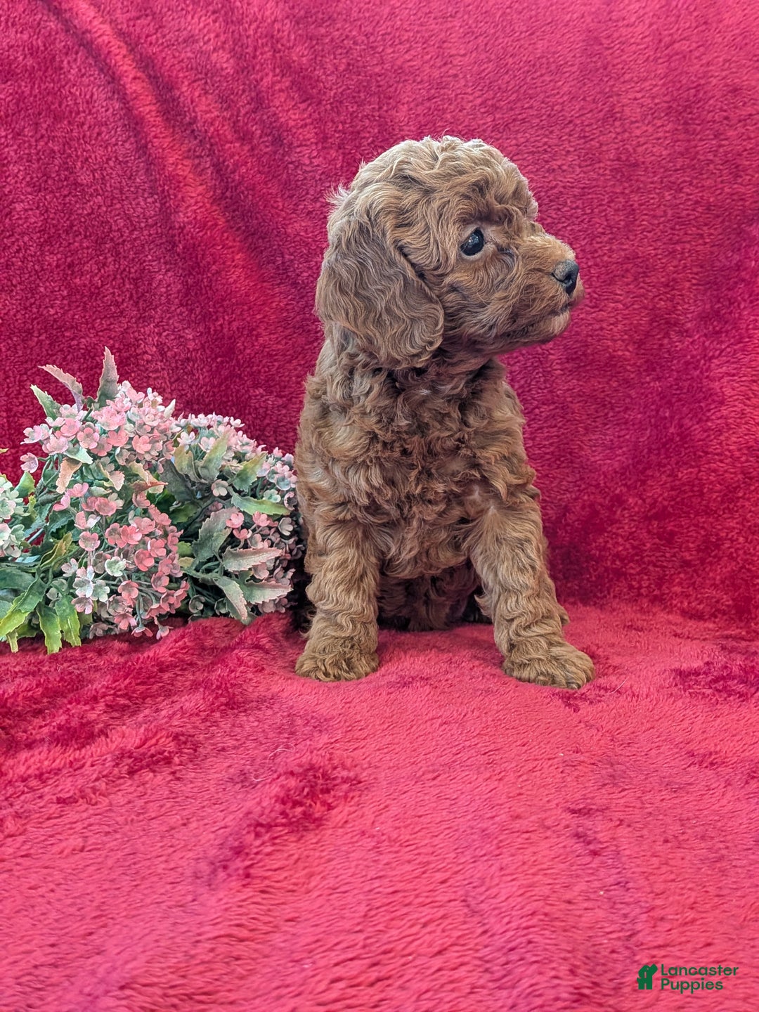 Miniature Poodle dogs for sale: Posie  - Ad 3