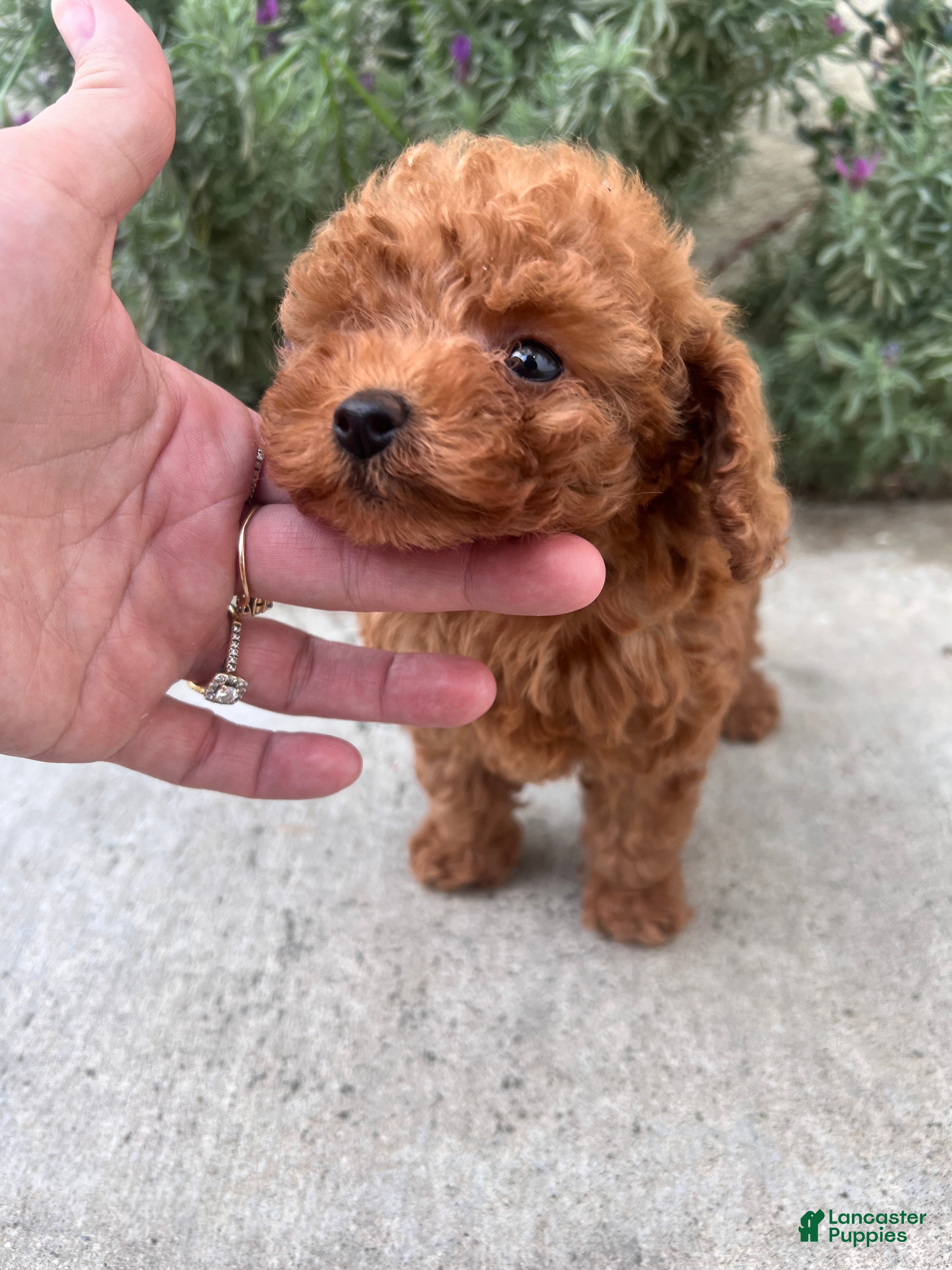 Toy Poodle dogs Toy Poodle 2 - Ad 2