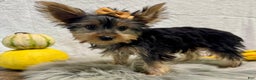 Yorkshire Terrier dogs for sale: Shania - Ad 6