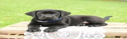 Labrador Retriever dogs for sale: Max - Ad 3