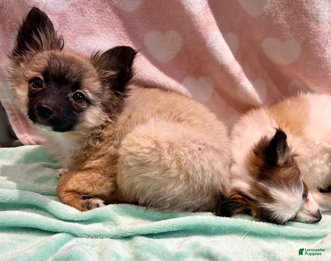 Mixed Breed dogs for sale: Mira “Squirt” - Ad 2