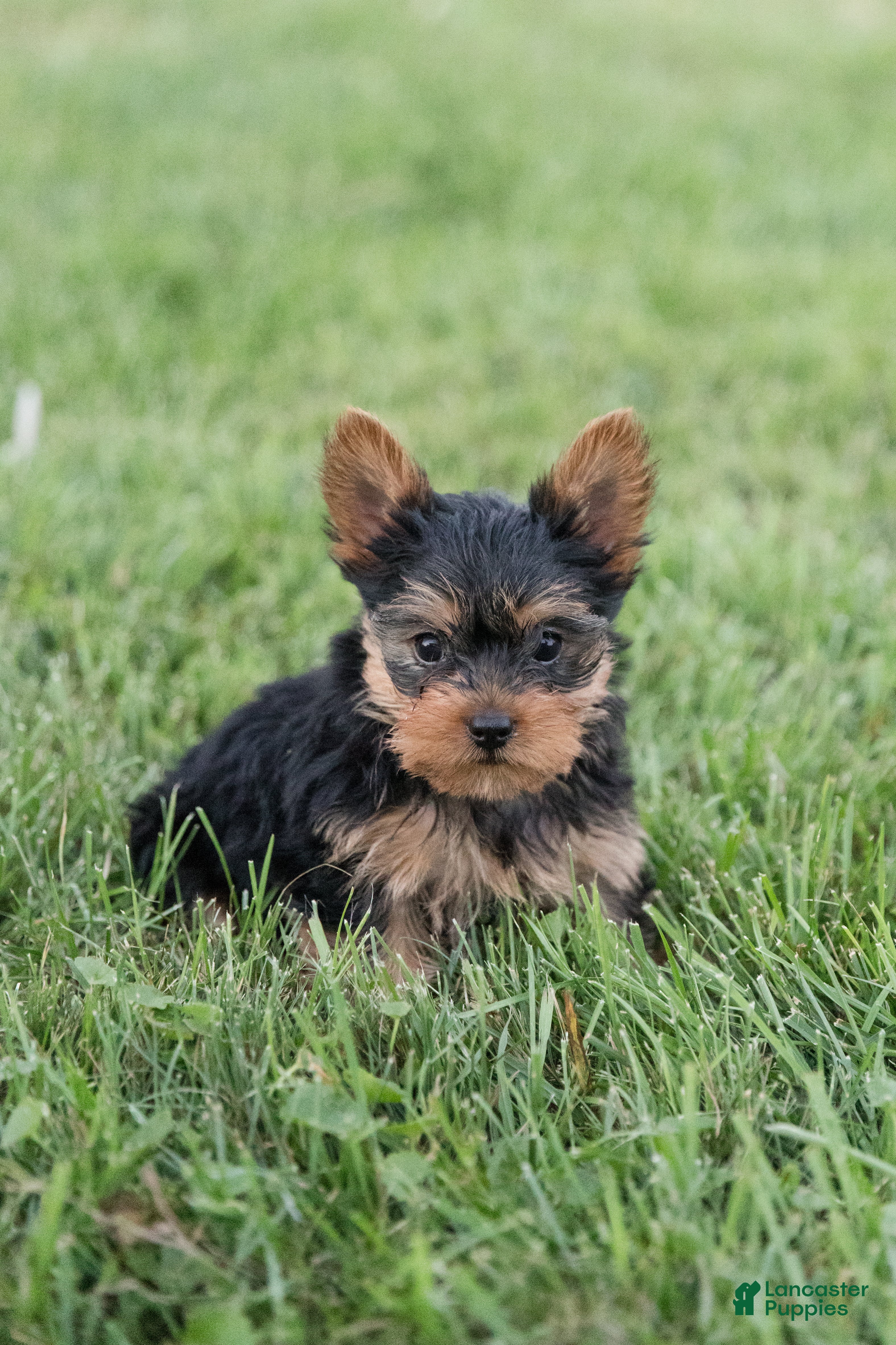 Yorkshire Terrier dogs Jasper - Ad 2